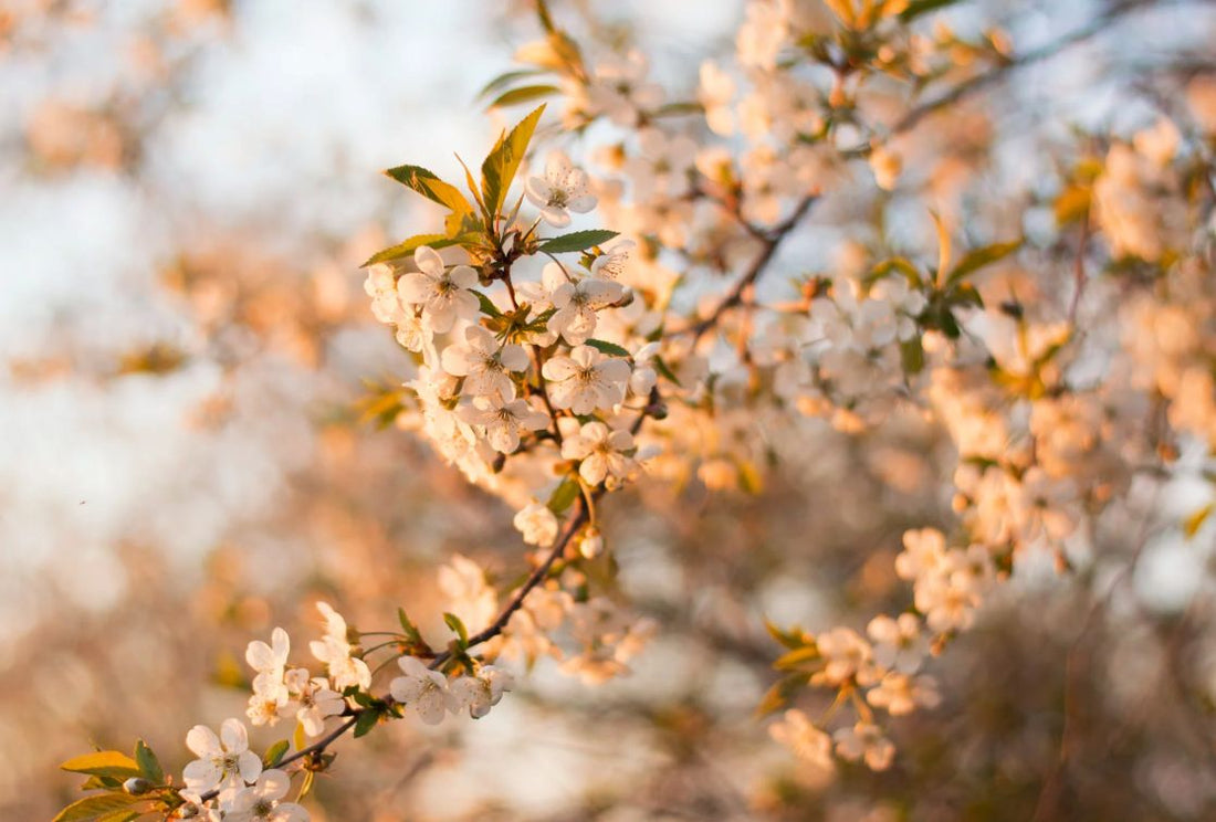 Spring Refresh, Earth Love: Your Eco-Friendly Guide